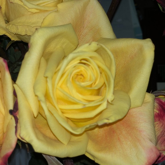 Meet your Posher, Debbie - Picture 1 of 1